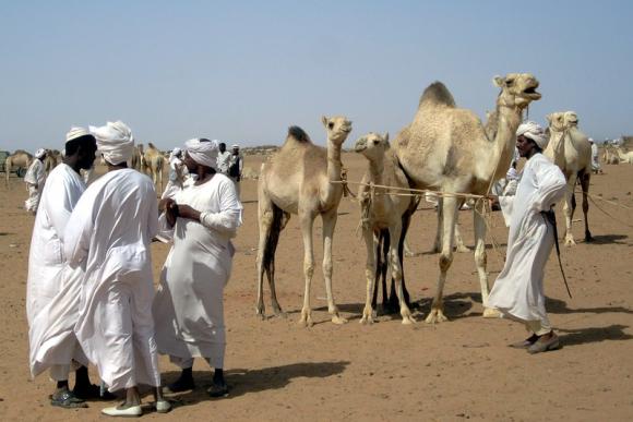 Herders at the camel market on the far west side of Omdurman, Sudan - Image by David Stanley - CC BY 2.0