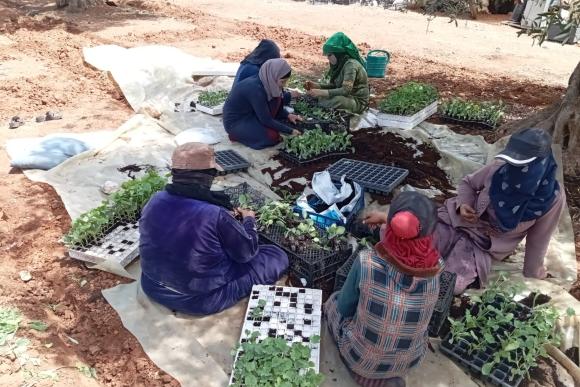 A group of women sit on the ground preparing seedlings under olive trees