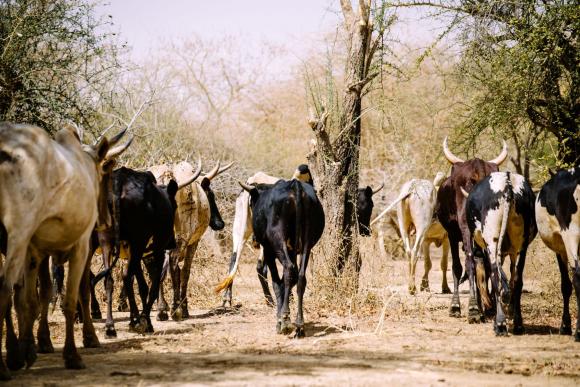 A herd of cattle walk away from the camera in a dusty area