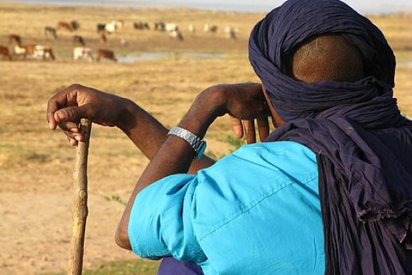 The back of man’s head as he looks towards the distance at some grazing livestock