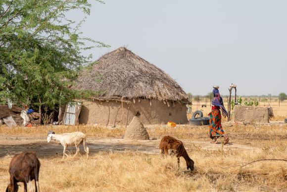 A woman walks through goats grazing in front of a hut