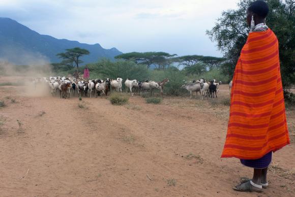 Young boy herding cows