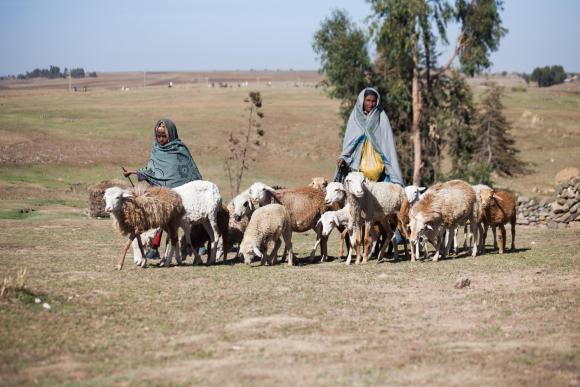 A farmer in Menz, Ethiopia gets help from her 10 year old daughter in keeping her sheep.