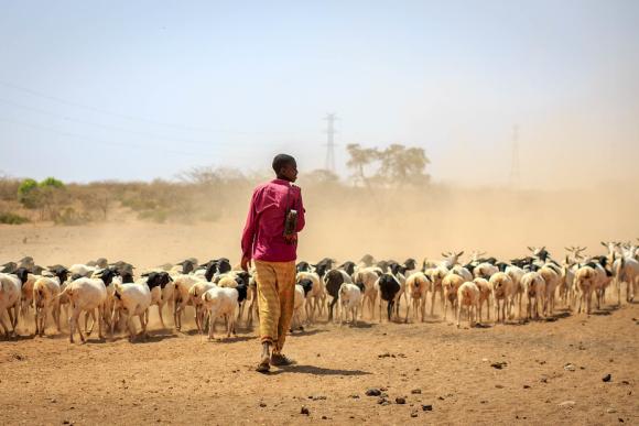 A man tends his livestock in Sankabar Kebele, the Somali region of Ethiopia. Credit: UNICEF Ethiopia.