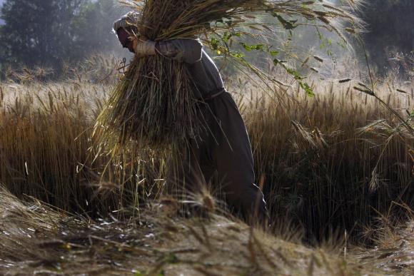 An Afghan farmer gathers wheat in Bamiyan, Afghanistan - Photo by Eric Kanalstein / UN - CC BY-NC-ND 2.0 DEED