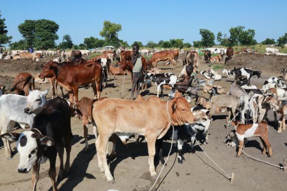 Pastoralists in Biemruok cattle camp, in Bentiu, South Sudan - Image by Nektarios Markogiannis / UNMISS - CC BY-NC-ND 2.0 DEED