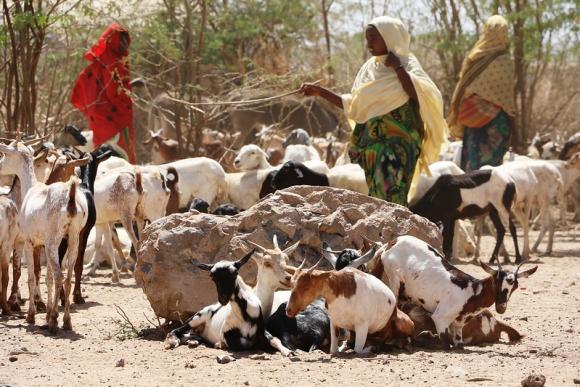 Ethiopia worst El Nino induced drought - image by Anouk Delafortrie / EU/ ECHO - CC BY-NC-ND 2.0 DEED 