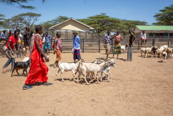  People sell cattle at Ngaremara Livestock Sale Yard, Kenya, refurbished by the Ward Planning Committee through the Drought Resilience grant. Image by Patrick Meinhardt / Mercy Corps