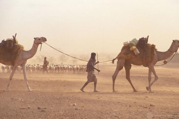 Man walking with camels in Kenya Photo by Curt Carnemark World Bank CC BY-NC-ND 2.0 DEED