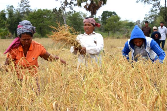 Rice Farmers in Cambodia