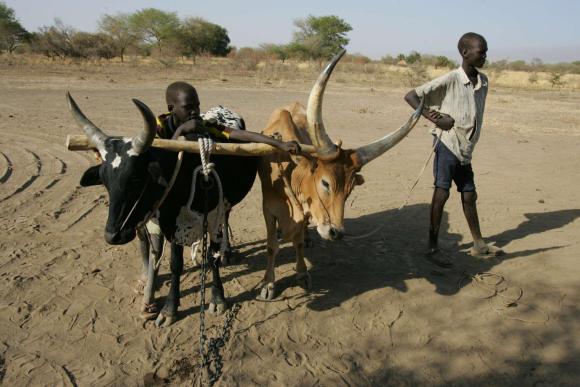 Two young Sudanese boys with livestock in the drylands (c) Mercy Corps