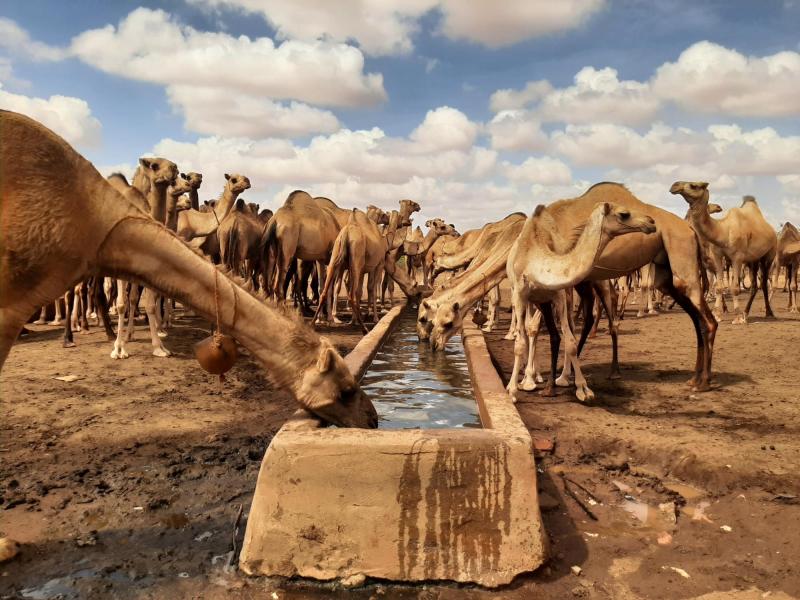 Camels drinking from a trough. Credit: Jackson Wachira / Center for Research and Development in Drylands