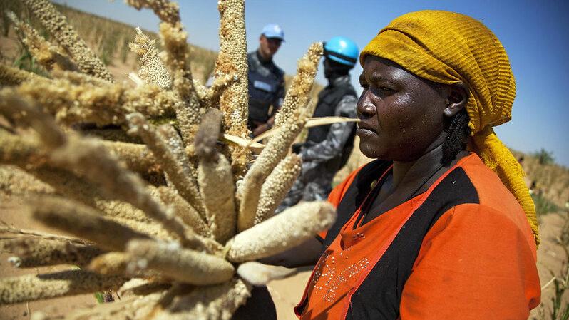 A woman collects millet from field with UNAMID peacekeepers watching on in the background
