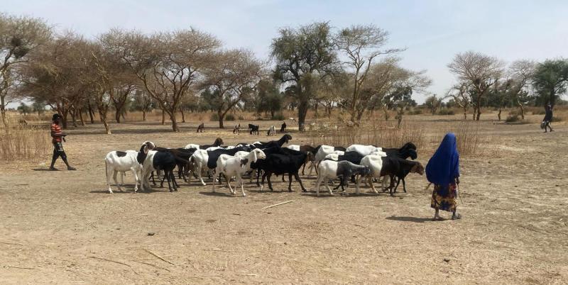 A woman tending to her sheep: one of the new livelihood activities adopted by farming households in Yobe State, Nigeria. Credit: Bilkisu A. Jamo / BOOX Community Ltd