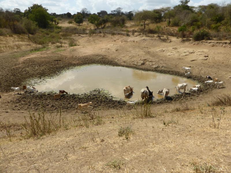 Four weeks after the rains, this pond in Makueni county, Kenya, built through public works, was almost dry, and no-one was using what water was left as it was contaminated by livestock.