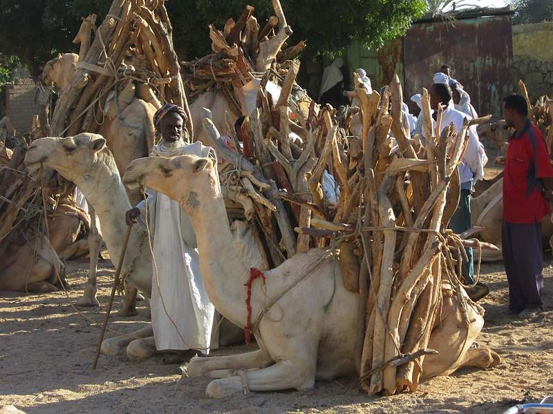 A man stands by some camels who are loaded up with firewood