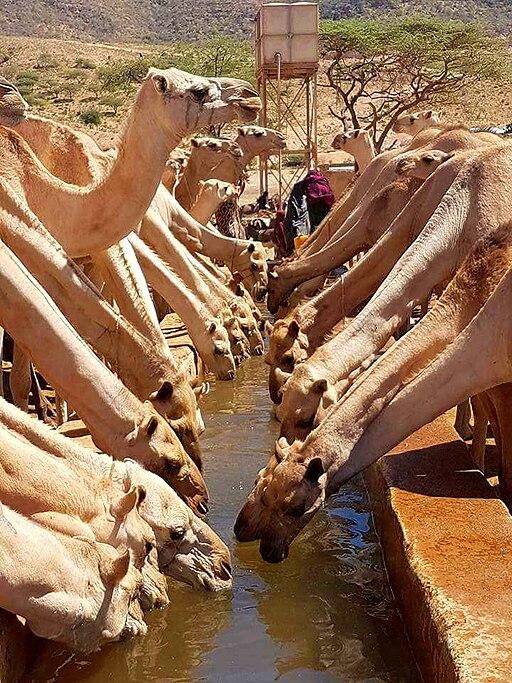 Rows of camels drink from a water trough