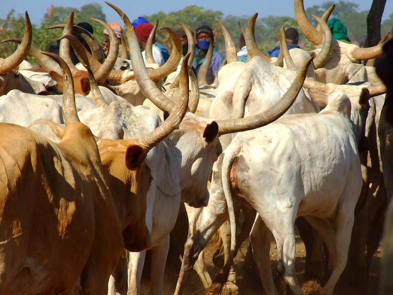 Herders in the background with cattle with large horns in the foreground