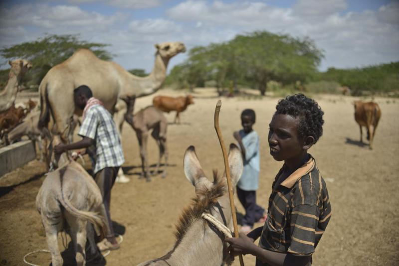 Three people among livestock in drylands, a child in foreground is holding a donkey by a lead
