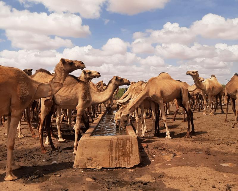 Camels drink from a trough under white clouds and blue sky