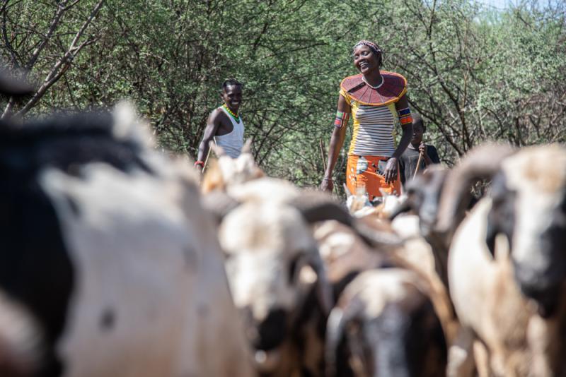 A woman herder behind her cattle