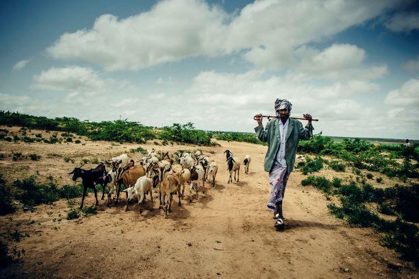 Man walking along dirt road next to flock of sheep