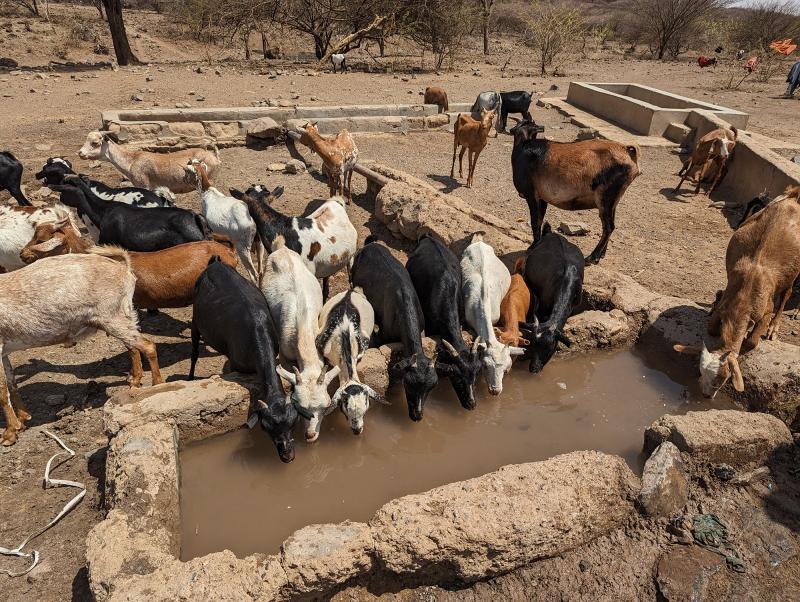 Several goats drink from a trough