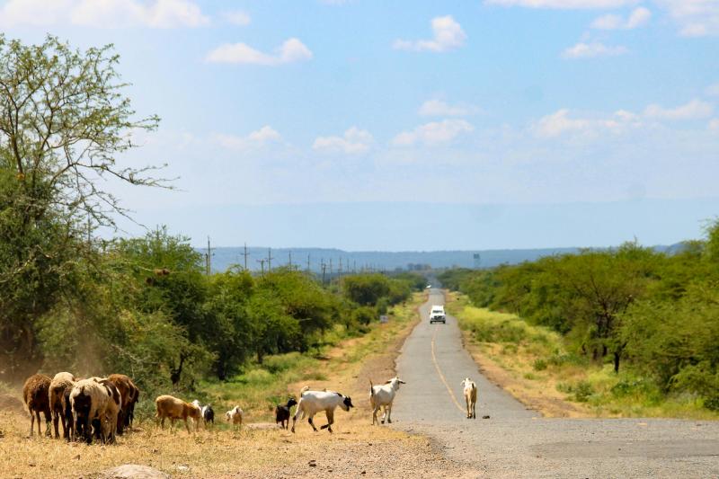 Goats wonder in the foreground by the side of a long road in Kenya with cars in the distance