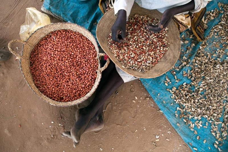 Groundnuts were one of Sudan's major cash crops before the war. Credit: Albert González Farran / UNAMID.