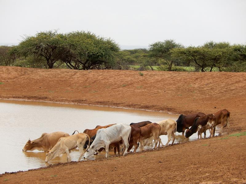 Herd of cattle drink at edge of waterhole with scrub in background