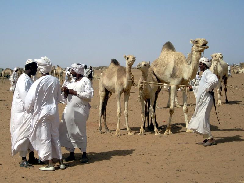 A group of camel herders stand by the side of some camels and talk