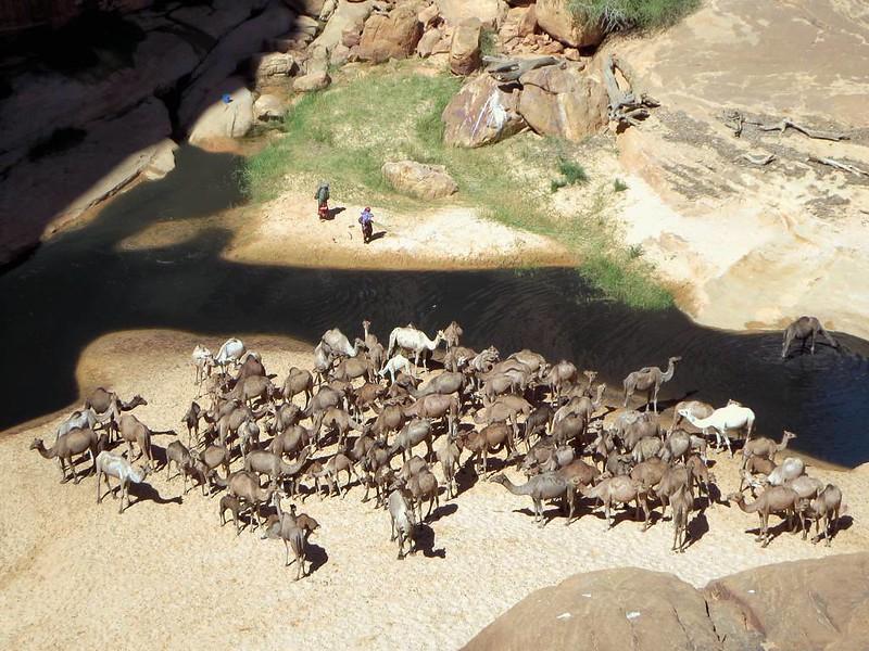 An aerial view of a large herd of camels standing in sand and grass around a water source, accompanied by two figures and surrounded by rocky outcroppings