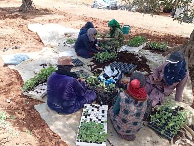 A group of women sit on the ground preparing seedlings under olive trees