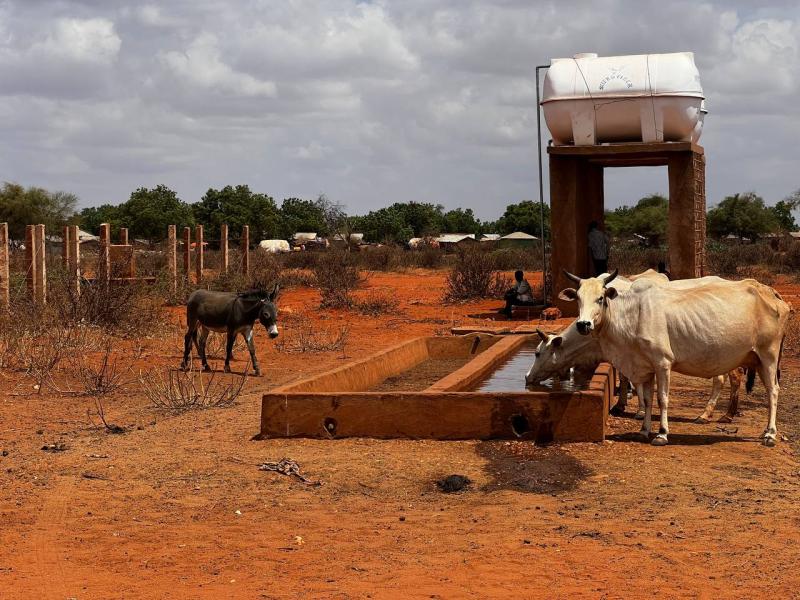 Cattle standing by water trough.