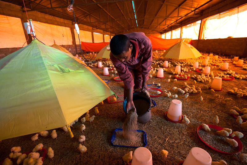 A man bending over in a poultry farmhouse, adding chicken feed to a container, surrounded by chicks