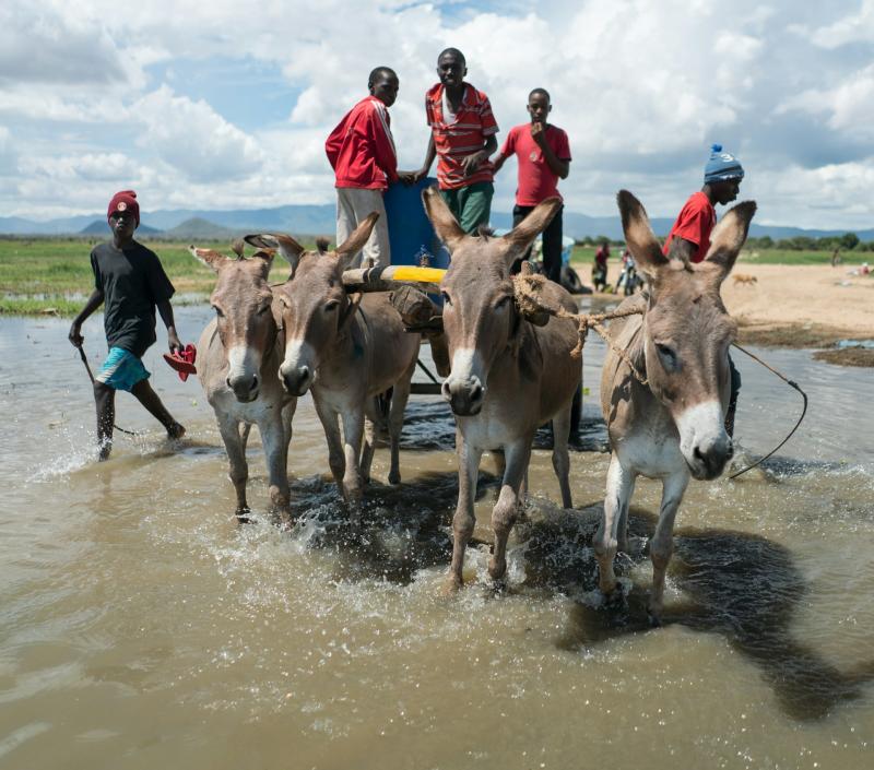 A group of men stand on a cart being pulled by four donkeys through some shallow water