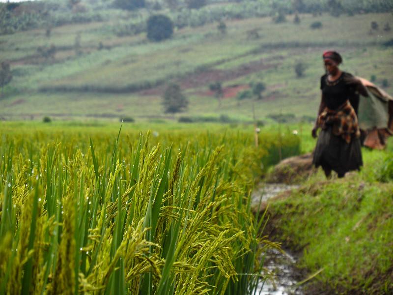 A woman stoops over a lush green field of rice with hills blurred in the background