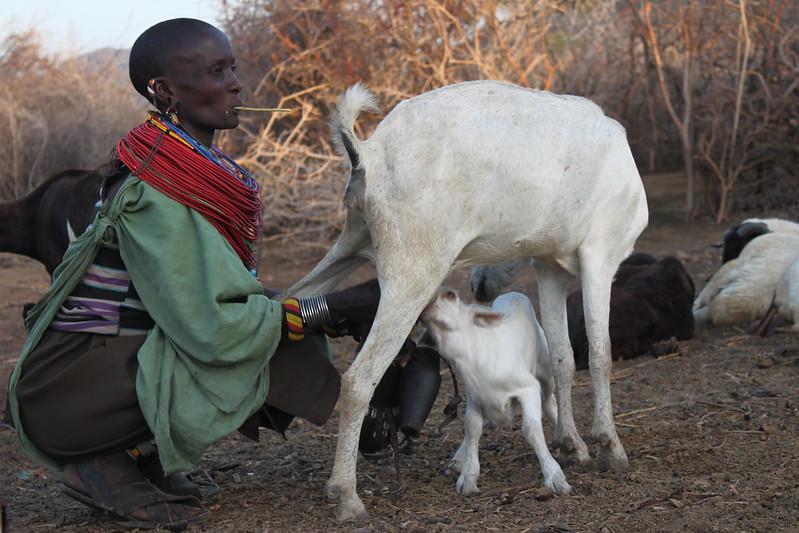 Woman crouches outside milking a goat, surrounded by other livestock