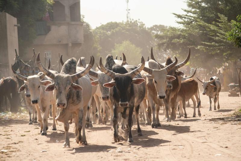 A herd of cattle walk towards the camera treading dust in their wake