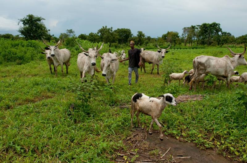 A figure standing amongst cattle in a field