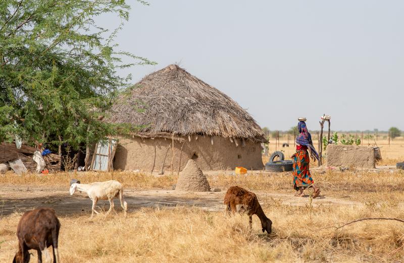 A woman walks through goats grazing in front of a hut