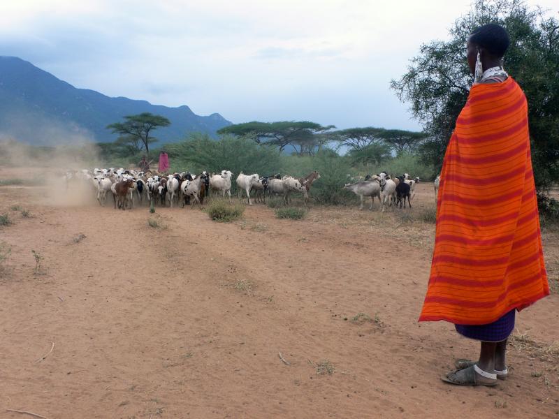 A herd of goats walk with shepherds in the distance while a woman in the foreground looks on