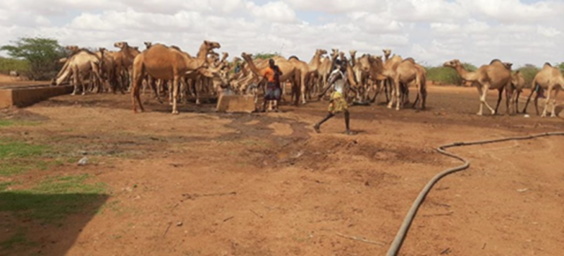Camels stand near a hosepipe lying on the ground.