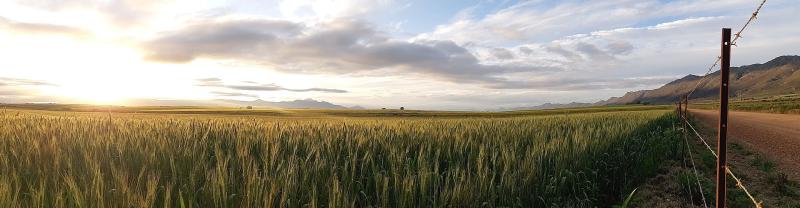 A panoramic view of wheat growing in a field with a fence on the right