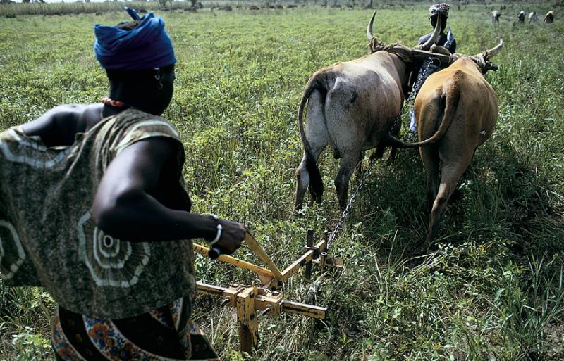 A woman walks in a green field holding a plough attached to two cattle, facing away from camera.