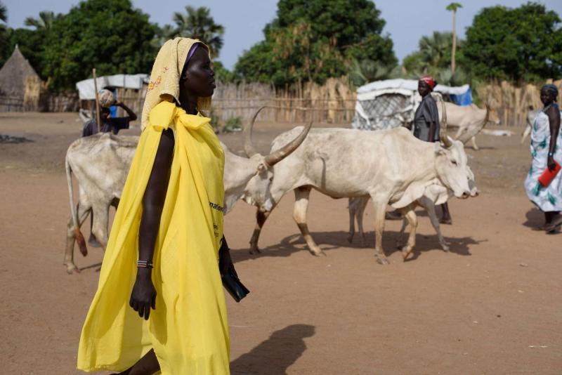 A woman in a yellow headscarf and clothing walks in the foreground in front of cattle