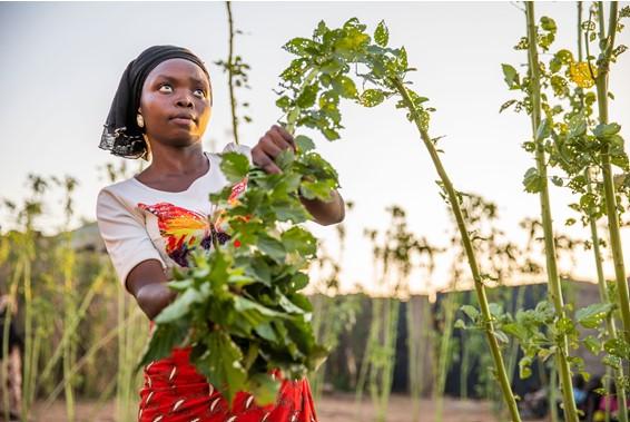 A young woman standing in a field picking vegetables