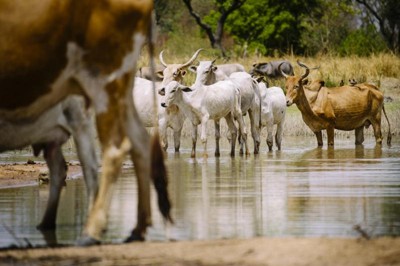 Cattle cool down in a reservoir in Zorro village, Burkina Faso.