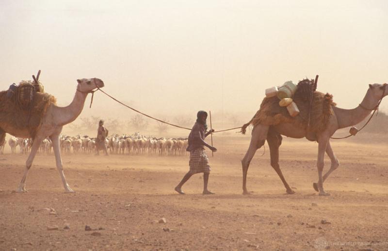 Man walking in drylands between two camels, one in front of him and one behind