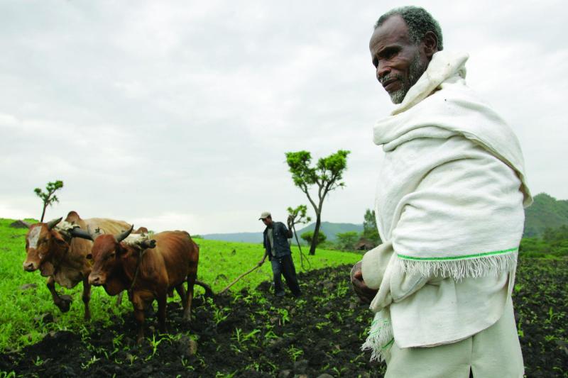 Ploughing with cattle in southwestern Ethiopia. Credit: ILRI/Stevie Mann